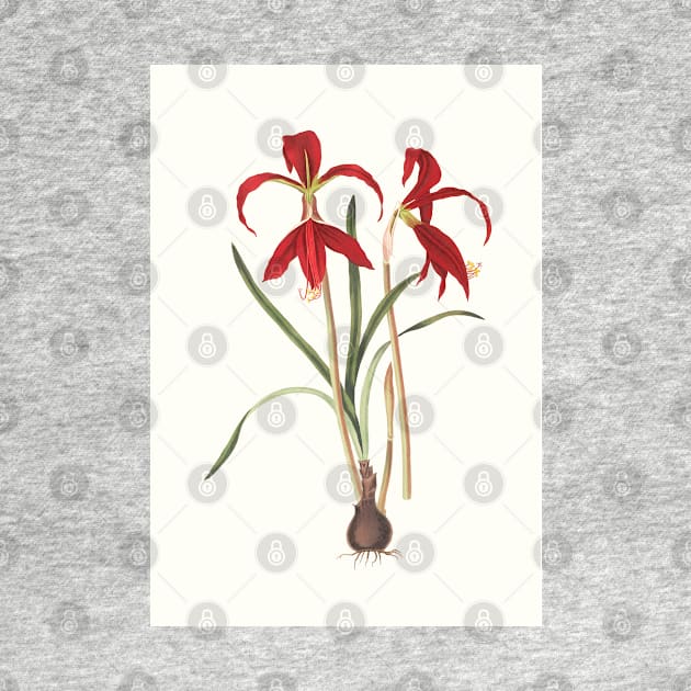 Aztec lilies - Sprekelia formosissima  - botanical illustration by chimakingthings